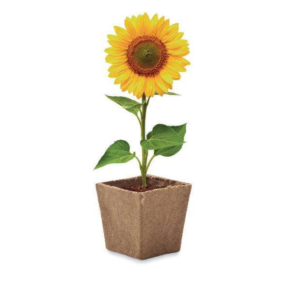 Mo2411 13 pot de tourbe zoom