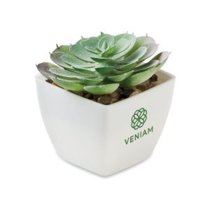 Mo2853 mini plante