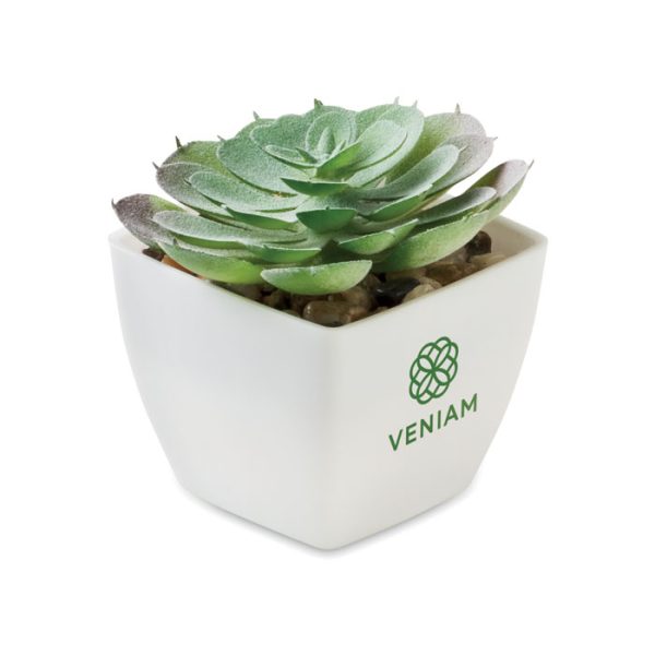 Mo2853 mini plante