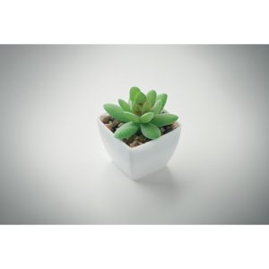 Mo2854 mini plante