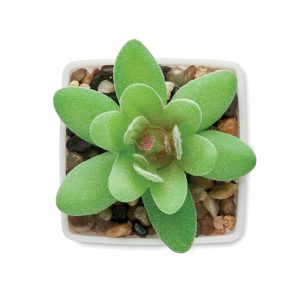 Mo2854 mini plante zoom