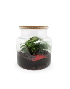 Terrarium relaxant face