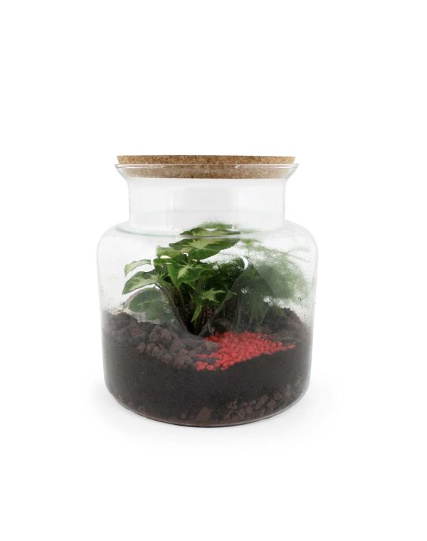 Terrarium relaxant face