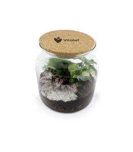Terrarium relaxant 1